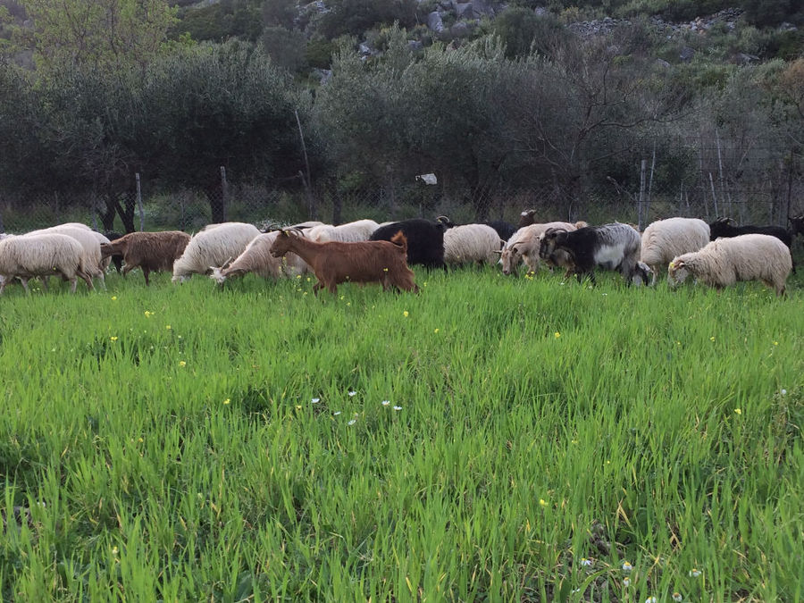a group of white and brown goats from 'Naos' farm grazing on high green grass in the background of trees